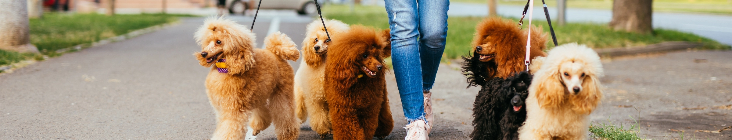 Image Gallery tec-nut.com for A1 Pet Sitter - easy website, Easy Website, Overnight pet care, Company Website, Best Website Builder, Free Website, Pet sitter, Free Website, New Website, Website Builder, New Company, Pet sitting services